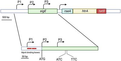 SigE: A master regulator of Mycobacterium tuberculosis